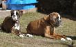 Becks-und-Dolly.jpg